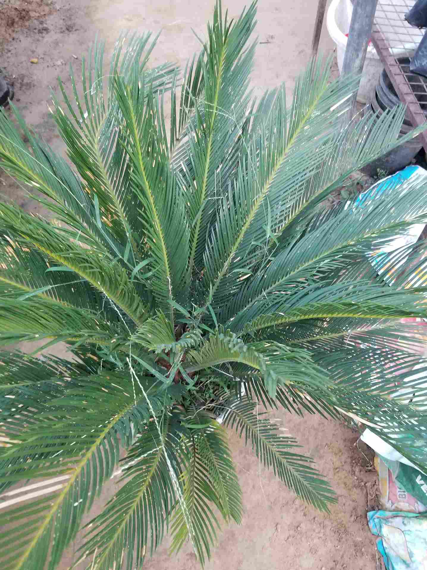 Cycus Revoluta Palm