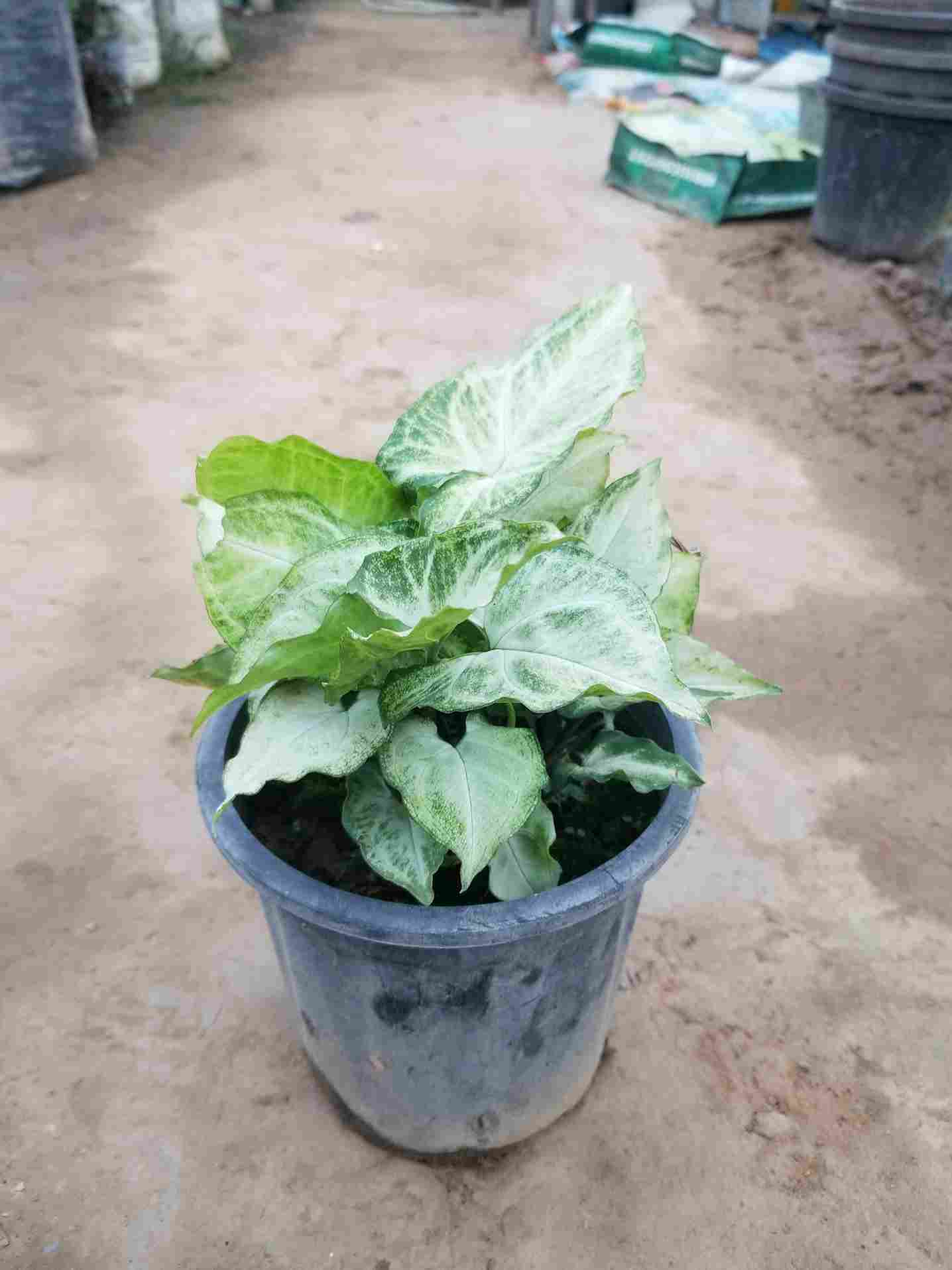 Syngonium Podophyllum