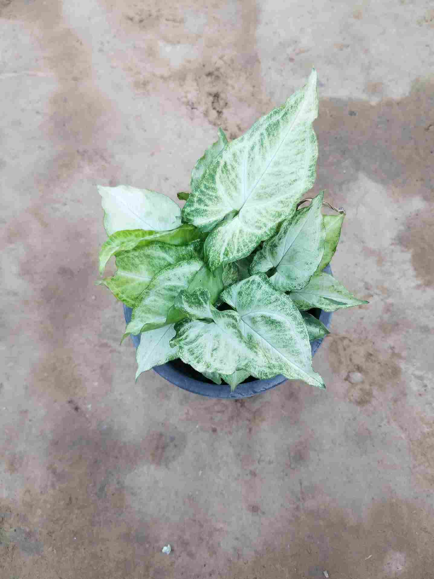 Syngonium Podophyllum