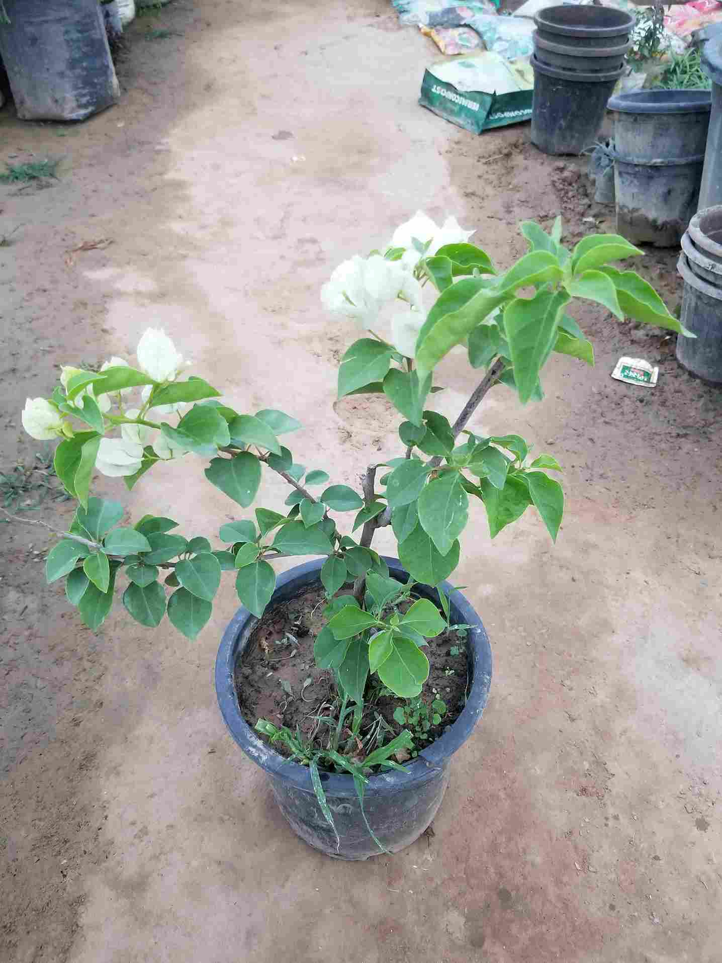 Bougainvillea