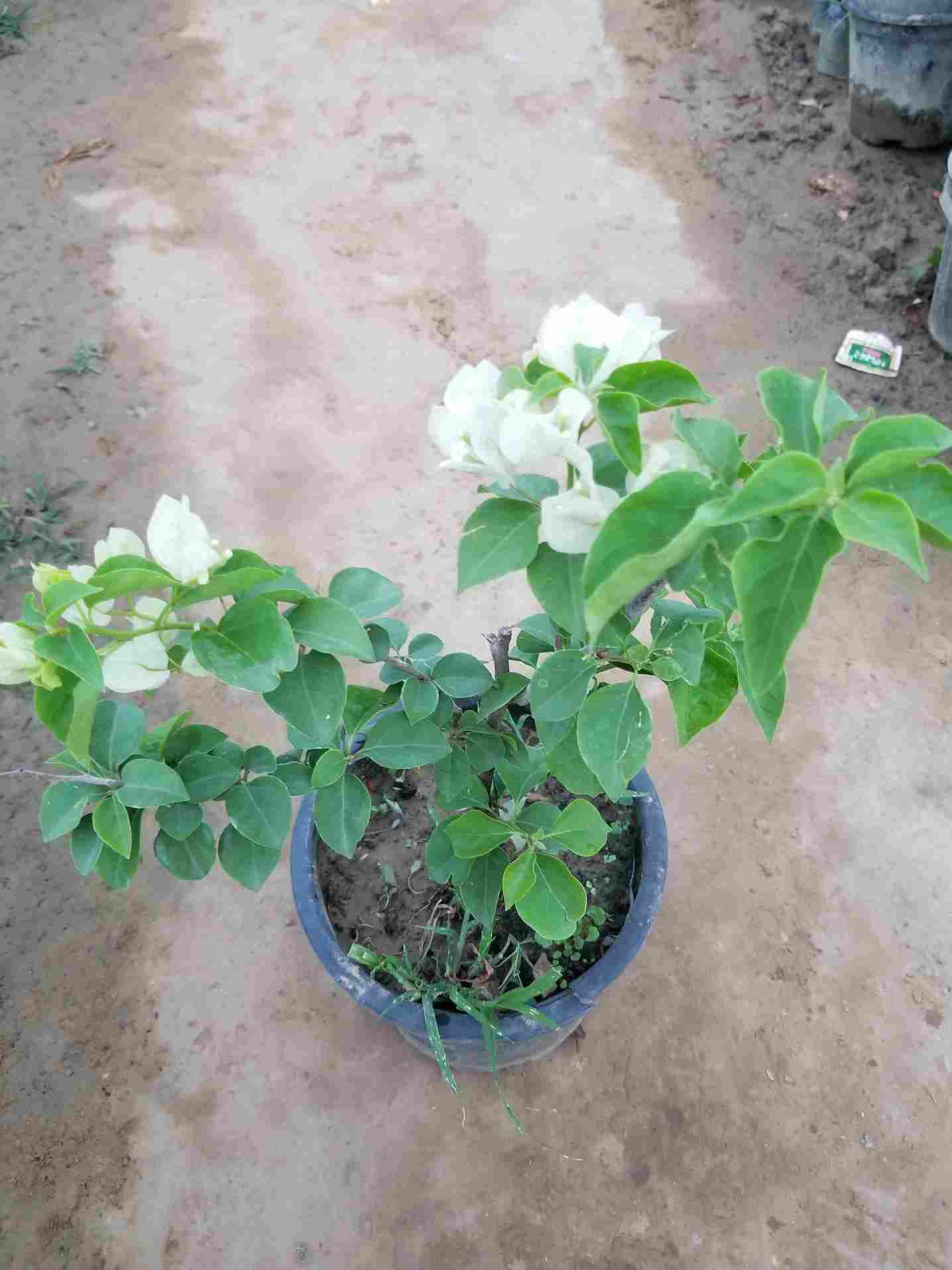 Bougainvillea