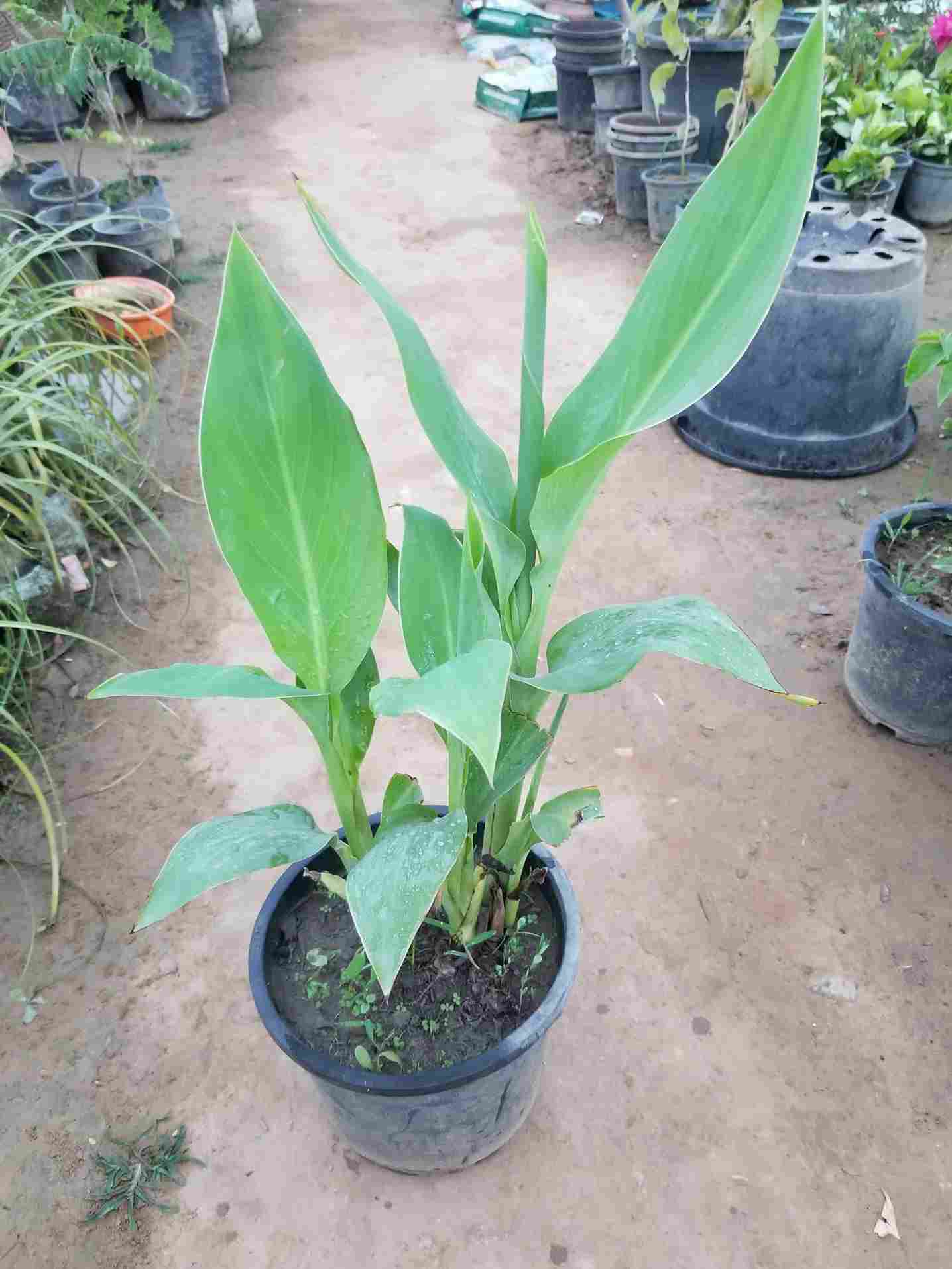 Canna Lily