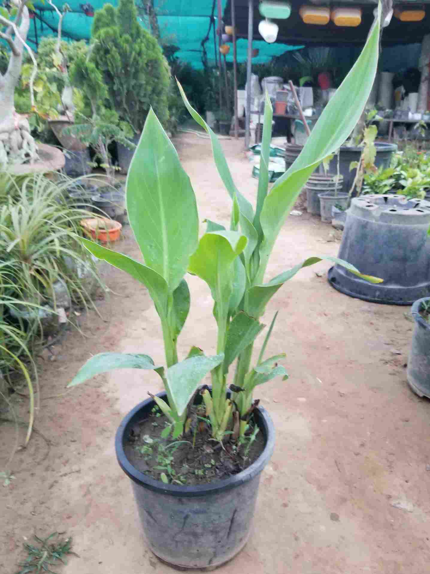 Canna Lily