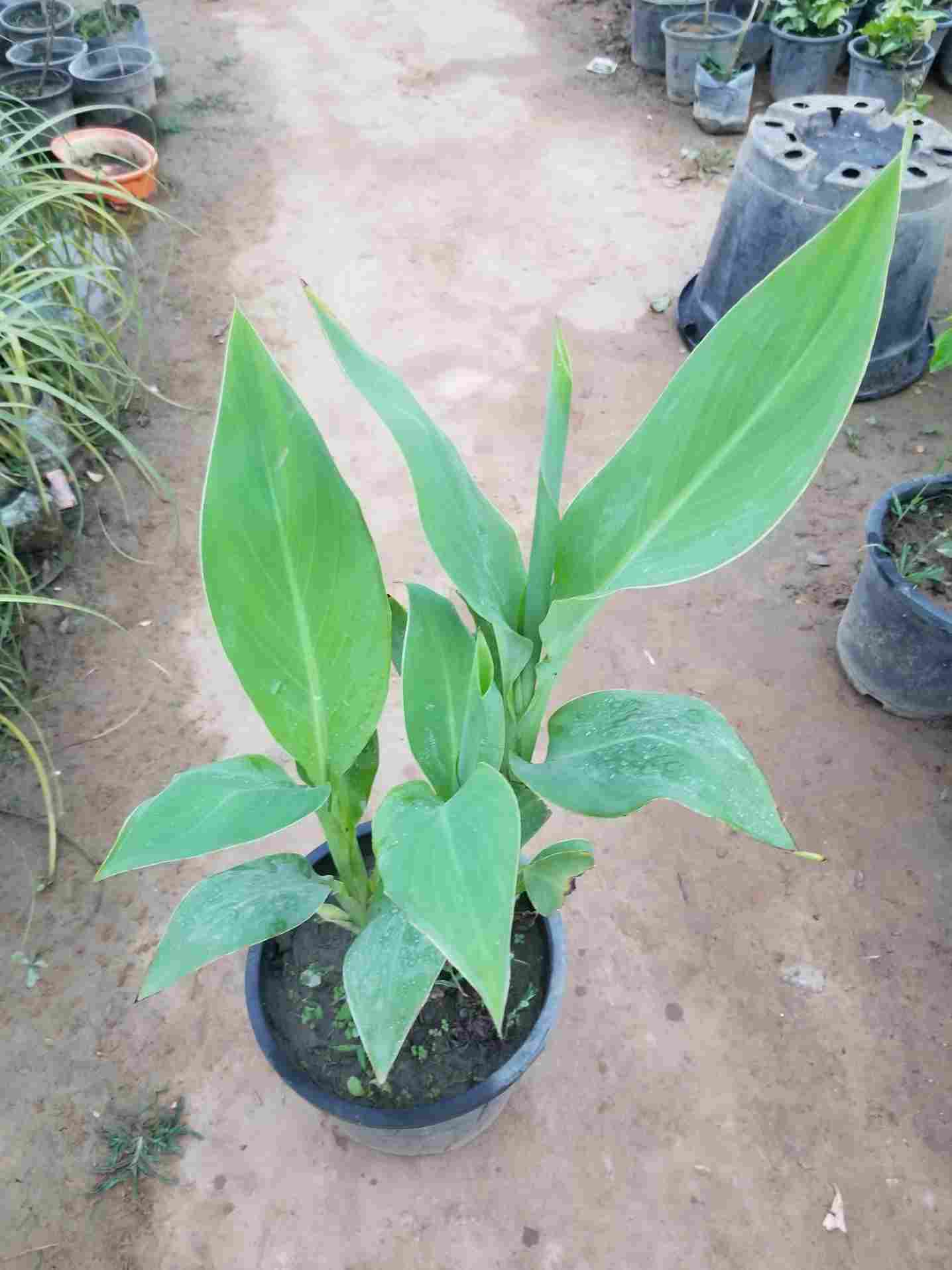 Canna Lily