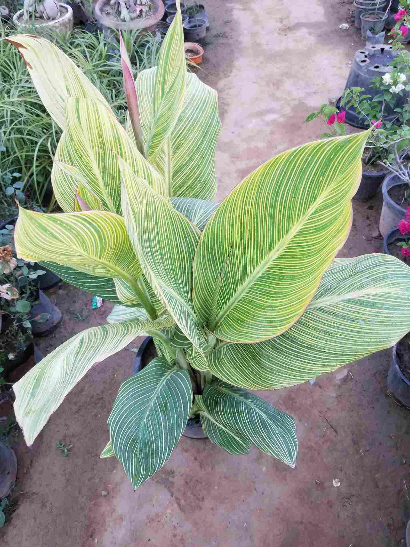 Canna Lily Verigated