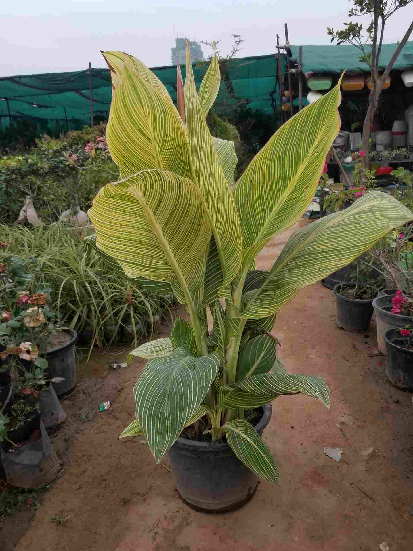 Canna Lily Verigated