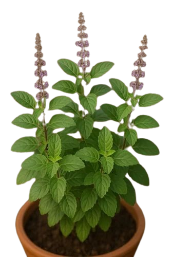 Tulsi Basil Plants
