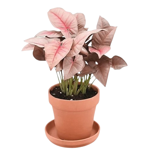 Syngonium
