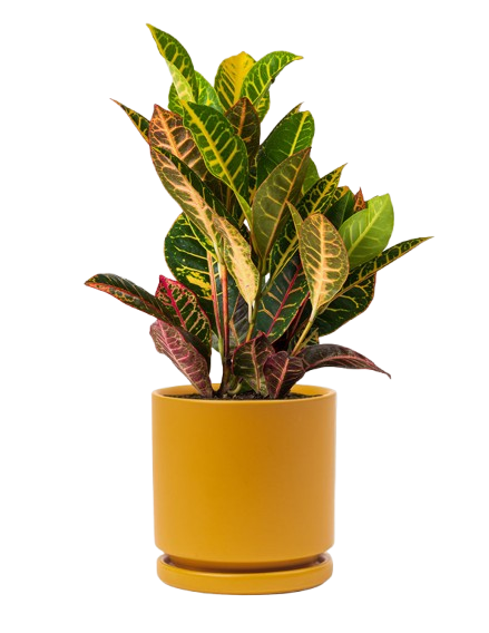 Croton
