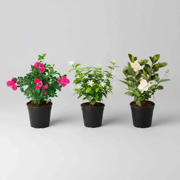 FLOWERING PLANTS
