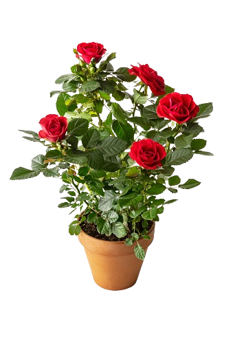 Rose Plants