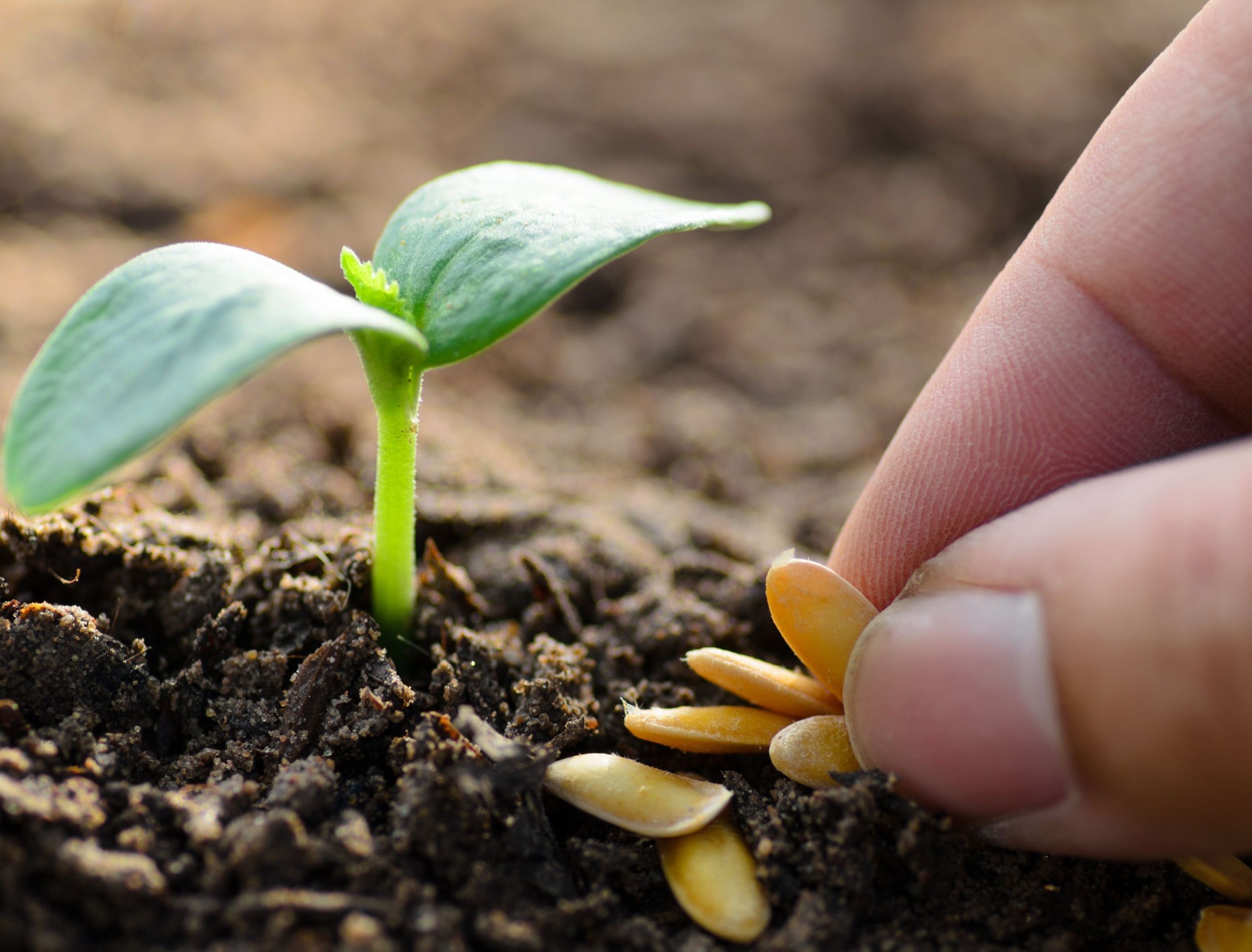 Soil & More