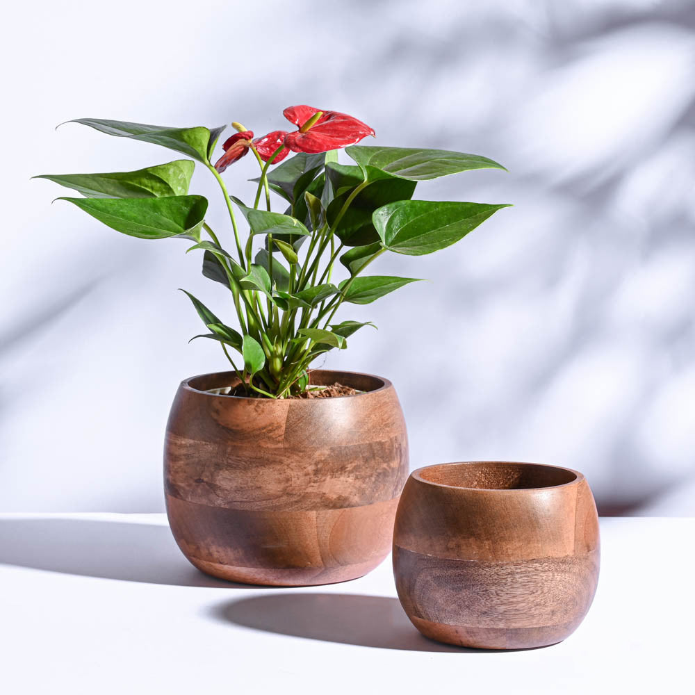 Decor Plants