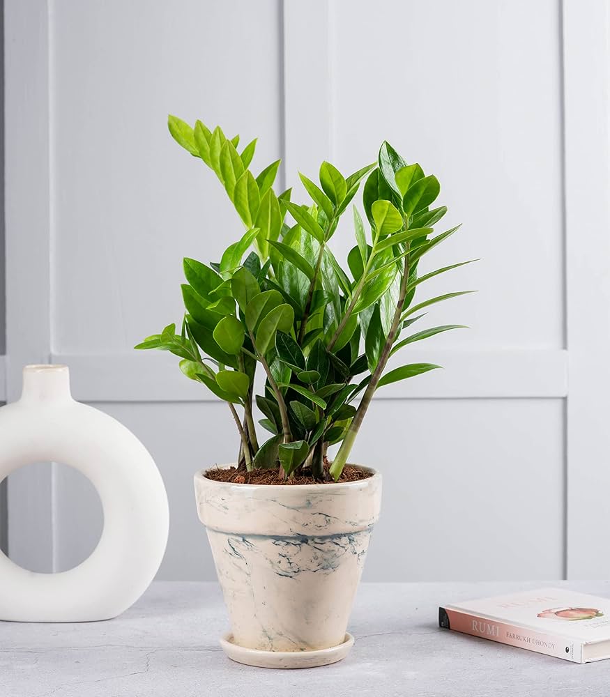 Plants