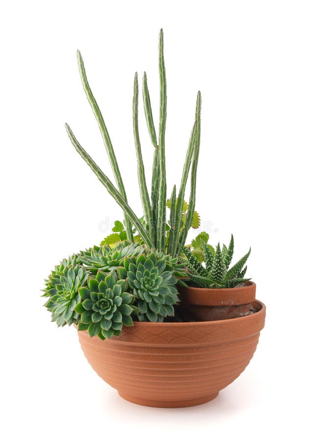 CACTUS & SUCCULENTS