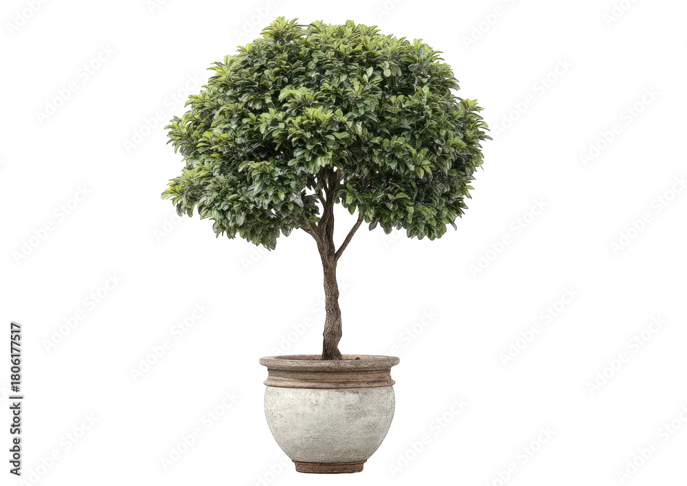 TOPIARY PLANTS