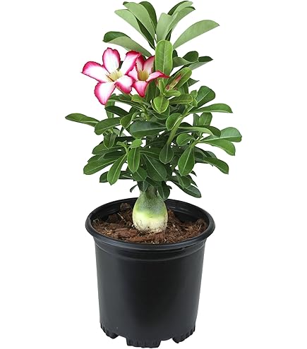 FLOWERING PLANTS