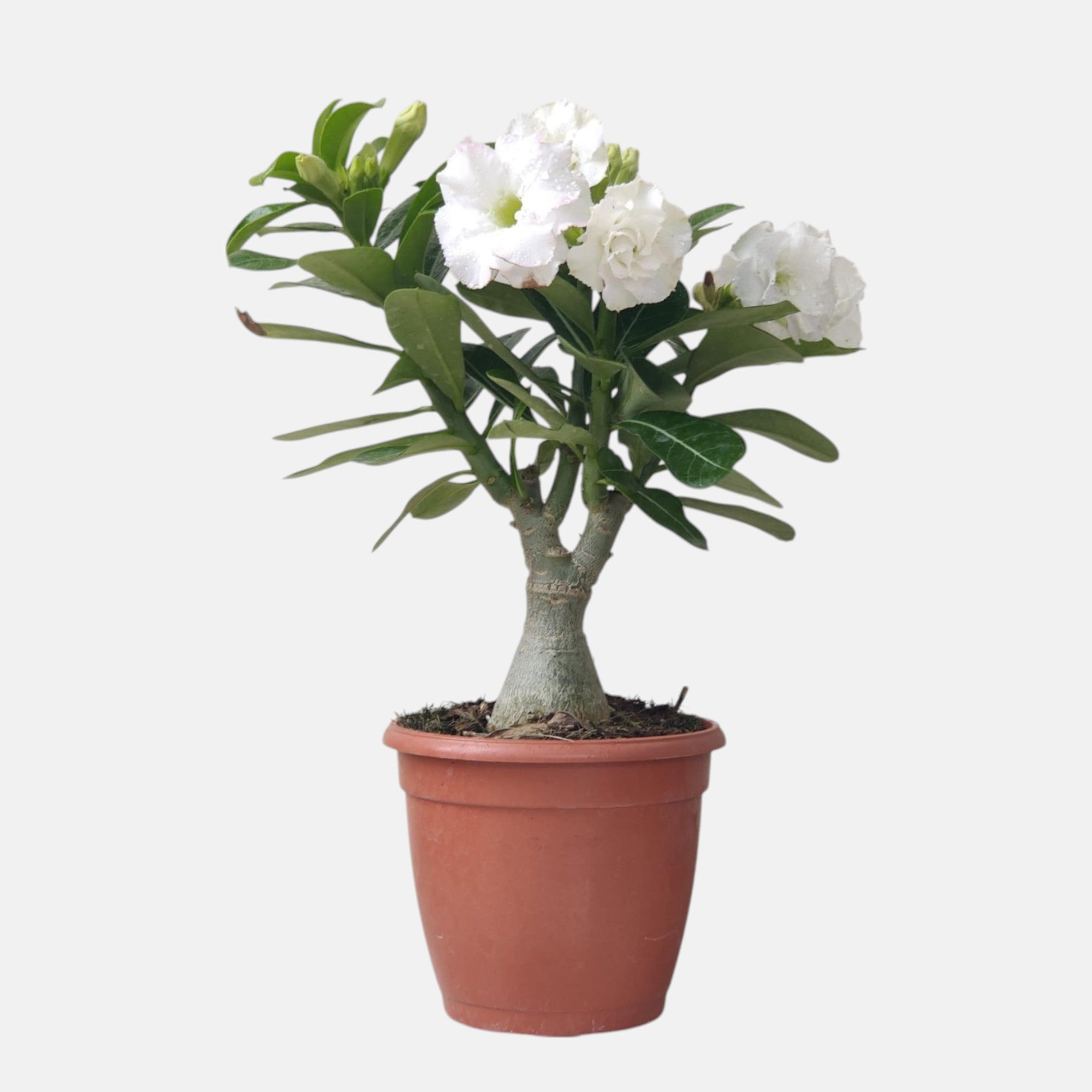 OUTDOOR PLANTS