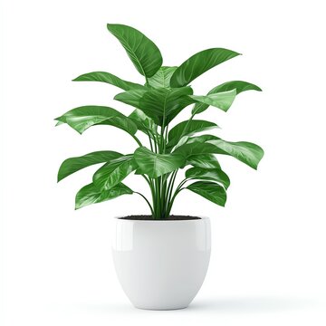 INDOOR PLANTS