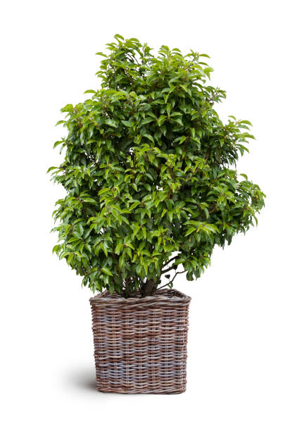 OUTDOOR PLANTS