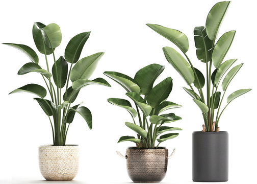 GARDEN PLANTS