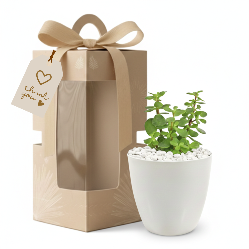 WOMEN DAY GIFT