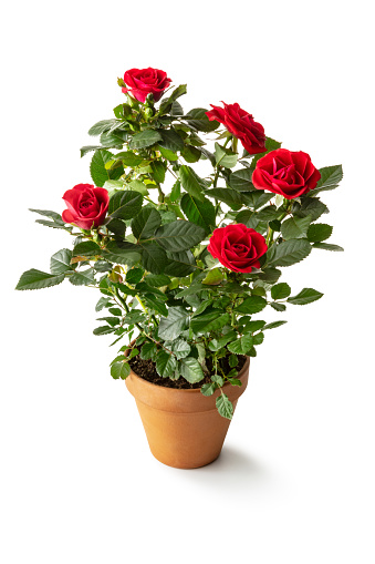 ROSES