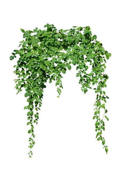 CREEPER PLANTS